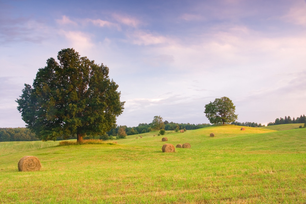 4 Questions to Ask a Land Clearing Company